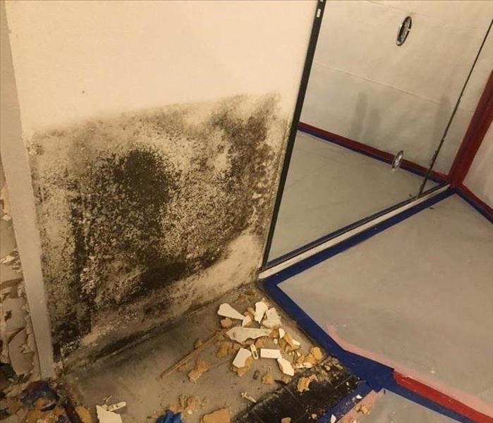 mold growth behind drywall in bathroom